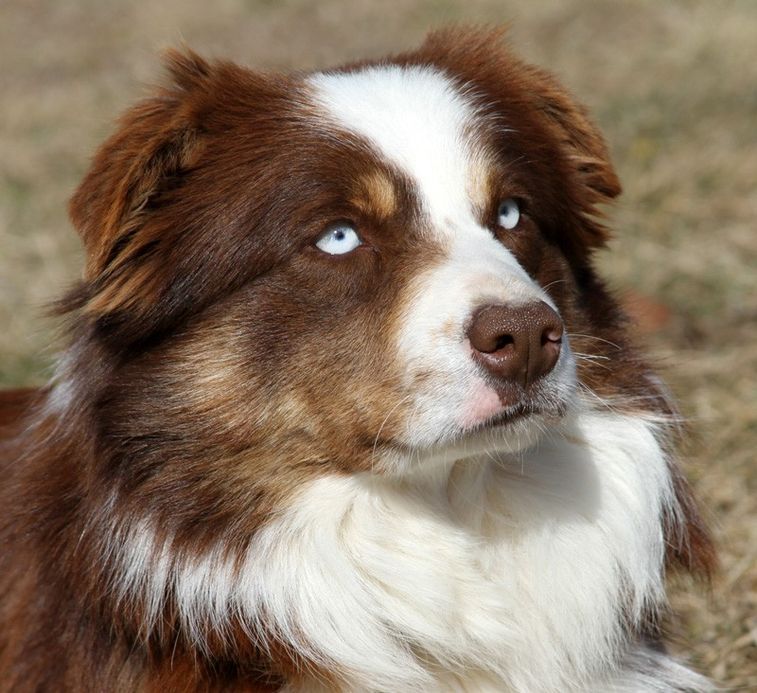 Timberline kennel clearance