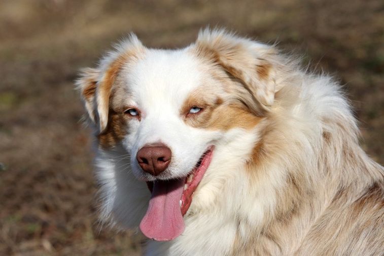 Timberline kennel clearance